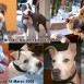 MIS AMERICAN STRAFFORDSHEIR TERRIER